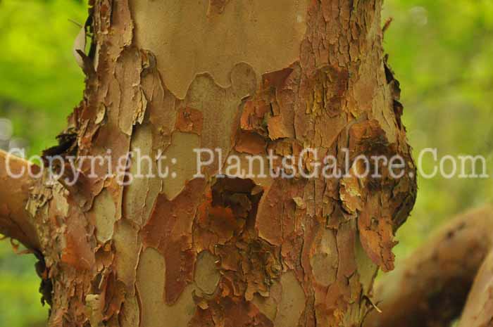 PGC-T-Stewartia-monodelpha-aka-Tall-Stewartia-7