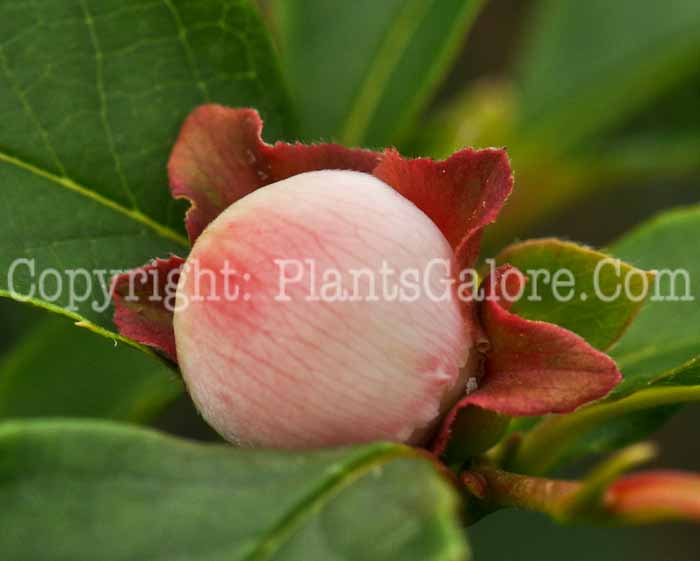 PGC-T-Stewartia-serrata-aka-Sawtooth-Stewartia-1