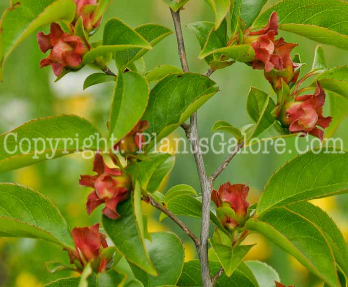 PGC-T-Stewartia-serrata-aka-Sawtooth-Stewartia-4