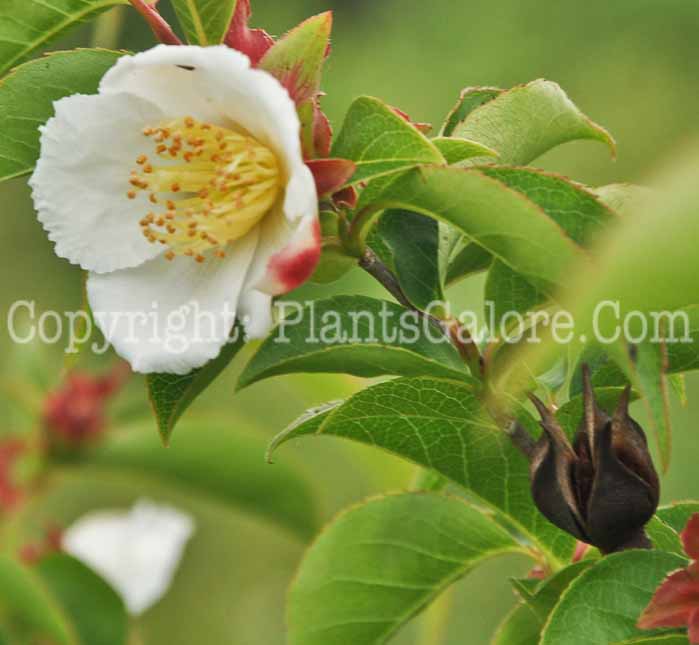 PGC-T-Stewartia-serrata-aka-Sawtooth-Stewartia-5