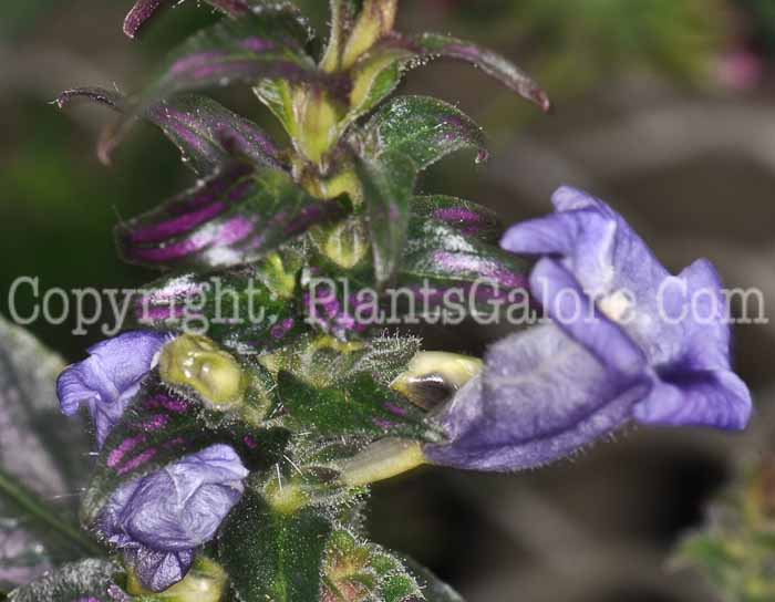 PGC-A-Strobilanthes-dyerianus-aka-Persian-Shield-4