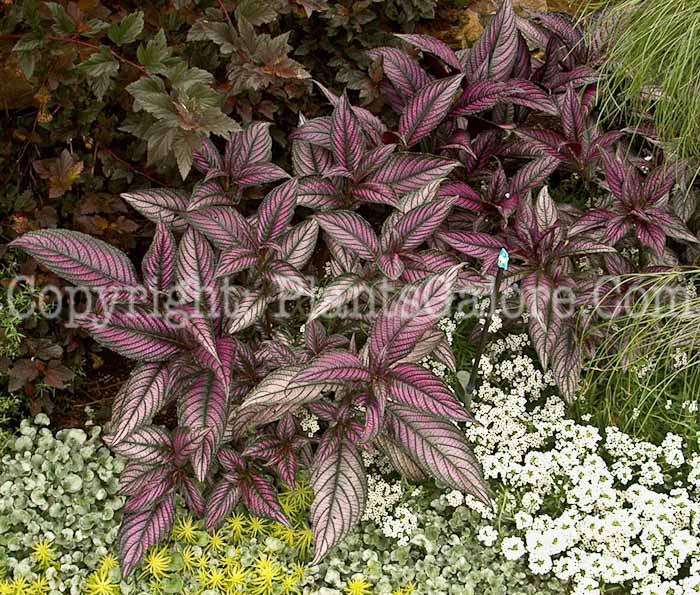 PGC-A-Strobilanthes-dyerianus-aka-Persian-Shield-6