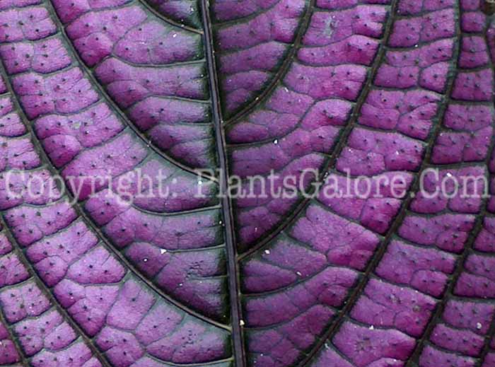 PGC-A-Strobilanthes-dyerianus-aka-Persian-Shield-8