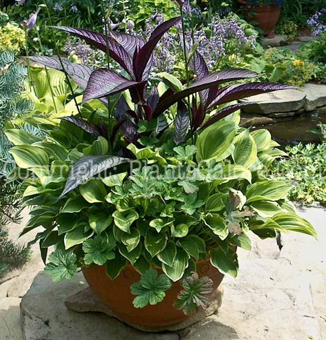 PGC-A-Strobilanthes-dyerianus-aka-Persian-Shield-9