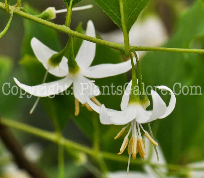 PGC-T-Styrax-americana-aka-American-Snowbell-1