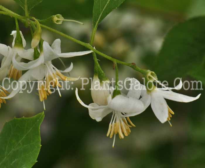 PGC-T-Styrax-americana-aka-American-Snowbell-2