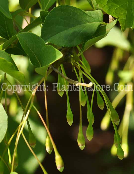 PGC-T-Styrax-japonicus-aka-Japanese-Snowbell-2