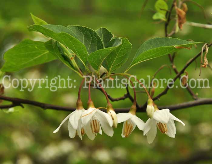 PGC-T-Styrax-japonicus-aka-Japanese-Snowbell-4