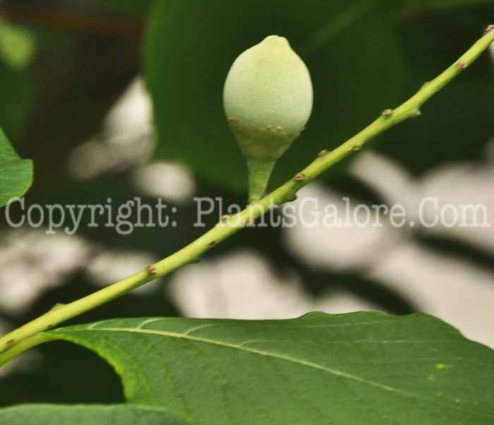 PGC-T-Styrax-obassia-aka-Fragrant-Snowbell-2
