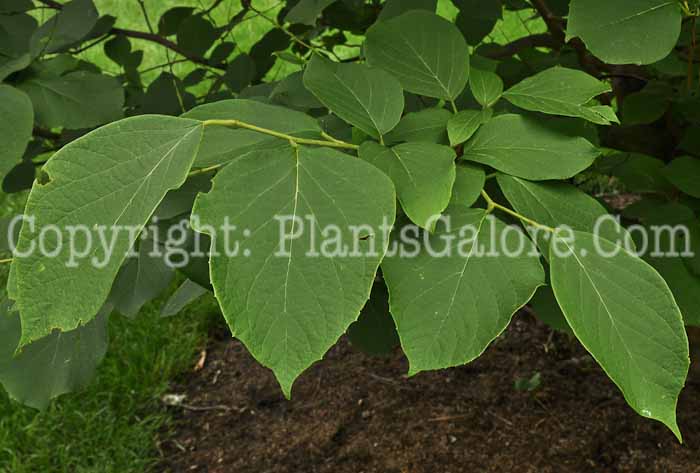 PGC-T-Styrax-obassia-aka-Fragrant-Snowbell-3