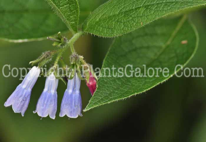 PGC-P-Symphytum-asperum-aka-Prickly-Comfrey-1