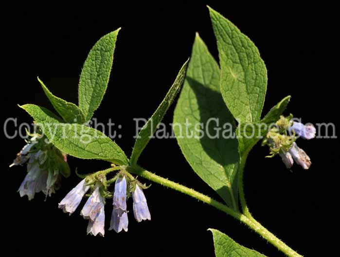 PGC-P-Symphytum-asperum-aka-Prickly-Comfrey-5