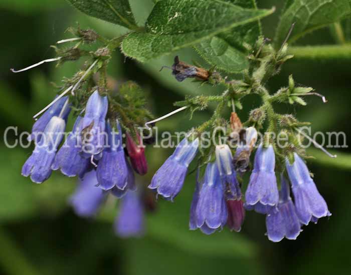 PGC-P-Symphytum-asperum-aka-Prickly-Comfrey-6