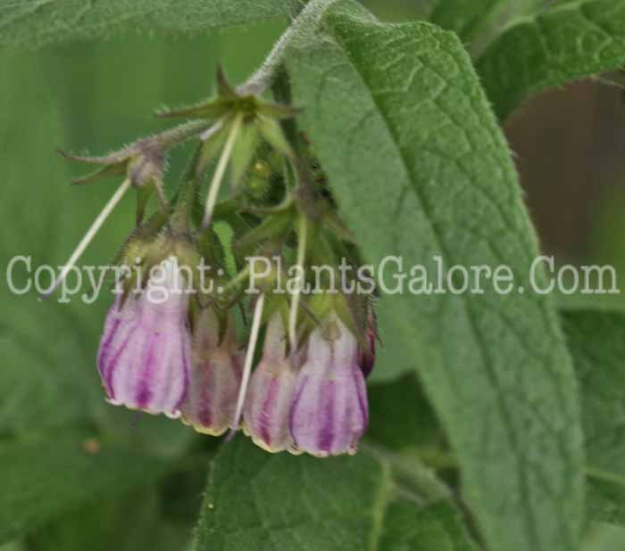 PGC-P-Symphytum-comfrey-aka-Comfrey-1-1