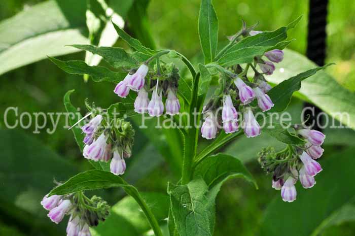 PGC-P-Symphytum-officinale-aka-Comfrey-513-1