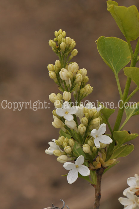 PGC-S-Syringa-Avalanche-aka-Avalanche-Lilac-1