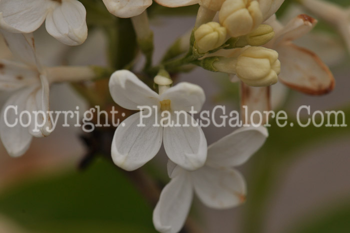 PGC-S-Syringa-Avalanche-aka-Avalanche-Lilac-2