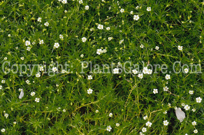 PGC-P-Sagina-Pearlwort-2011-03_1