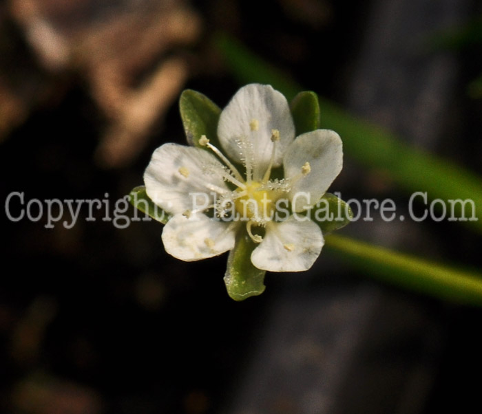 PGC-P-Sagina-subulata-04-2012-1