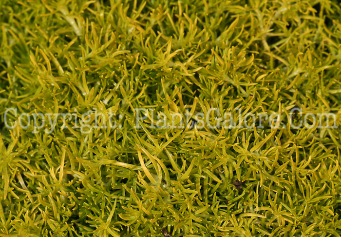 PGC-P-Sagina-subulata-Aurea-Scotch-moss-3a-2010-001