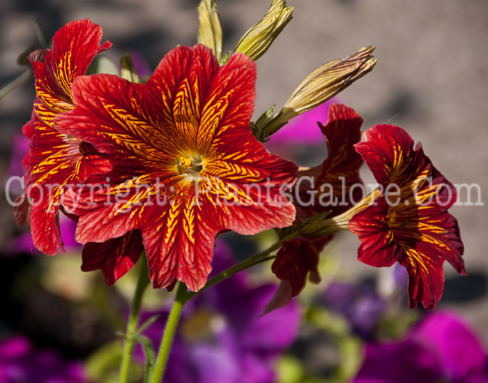PGC-P-Salpiglossis-sinuata-Royale-Red-Bicolor-aka-Painted-Tongue-0614a-1