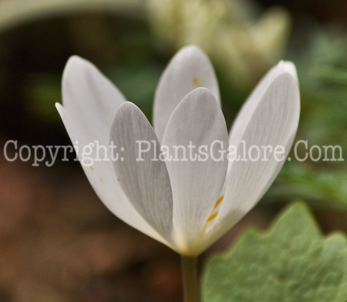 PGC-P-Sanguinaria-canadensis-aka-Bloodroot-2