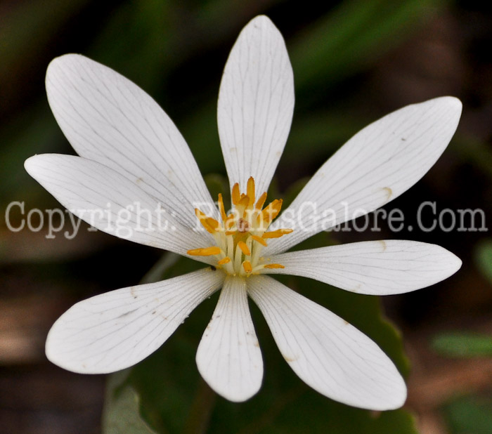 PGC-P-Sanguinaria-canadensis-aka-Bloodroot-3