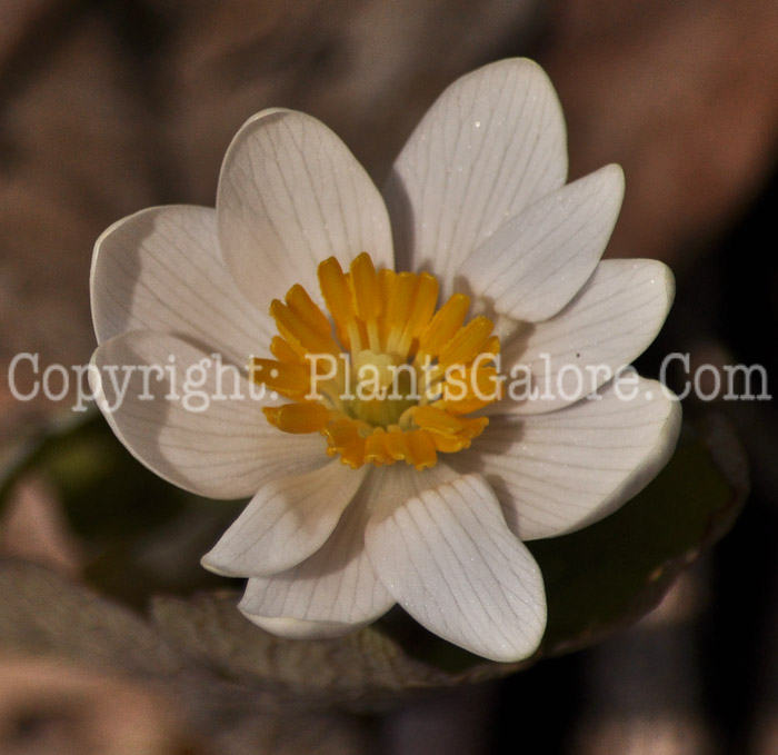 PGC-P-Sanguinaria-canadensis-aka-Bloodroot-4