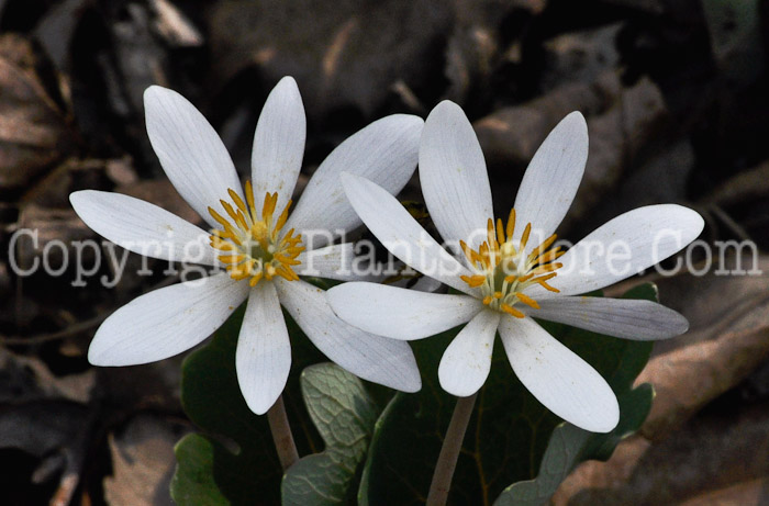 PGC-P-Sanguinaria-canadensis-aka-Bloodroot-6