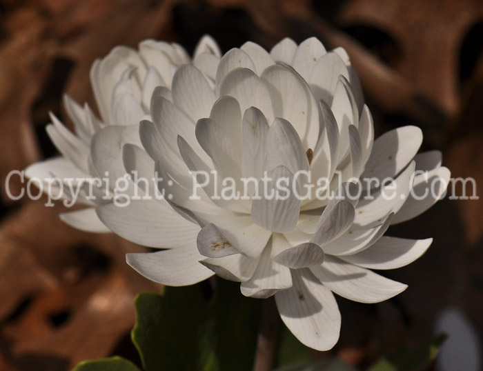 PGC-P-Sanguinaria-canadensis-aka-Double-Flower-Bloodroot-1