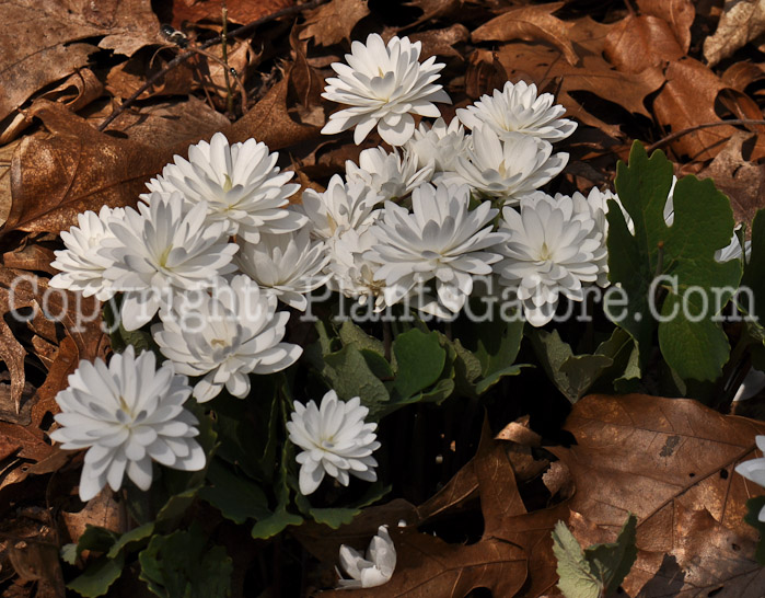 PGC-P-Sanguinaria-canadensis-aka-Double-Flower-Bloodroot-2