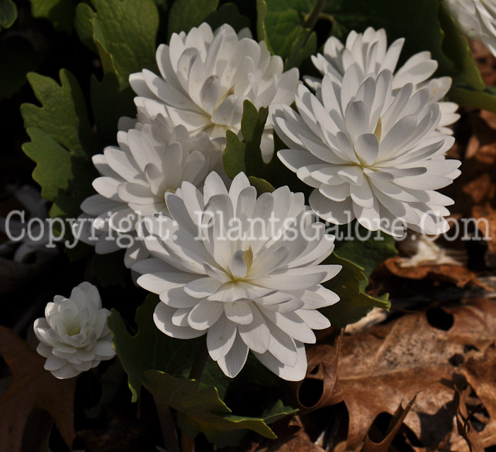 PGC-P-Sanguinaria-canadensis-aka-Double-Flower-Bloodroot-3