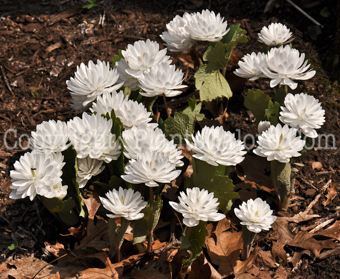 PGC-P-Sanguinaria-canadensis-aka-Double-Flower-Bloodroot-4