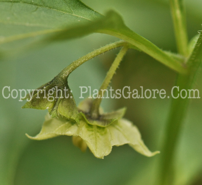 PGC-A-Saracha-edulis-aka-Saracha-flowers-1