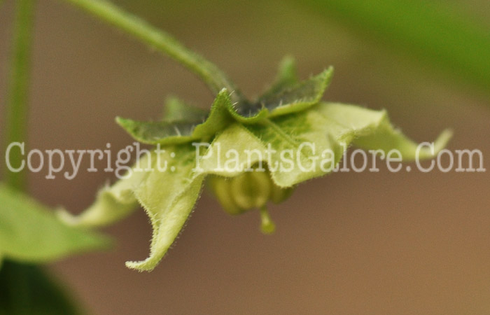 PGC-A-Saracha-edulis-aka-Saracha-flowers-2