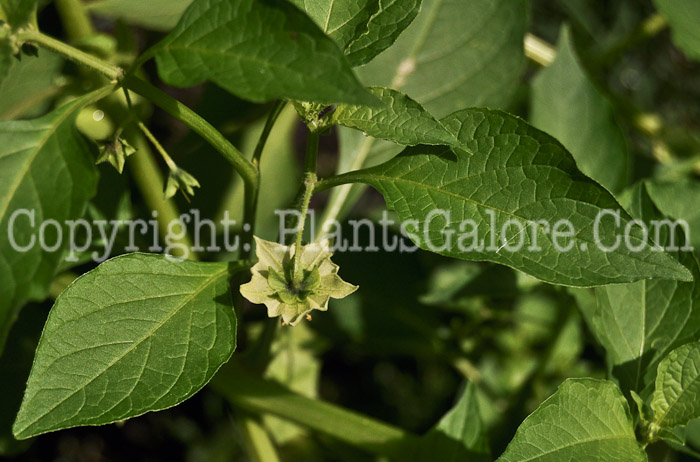 PGC-A-Saracha-edulis-aka-Saracha-flowers-4