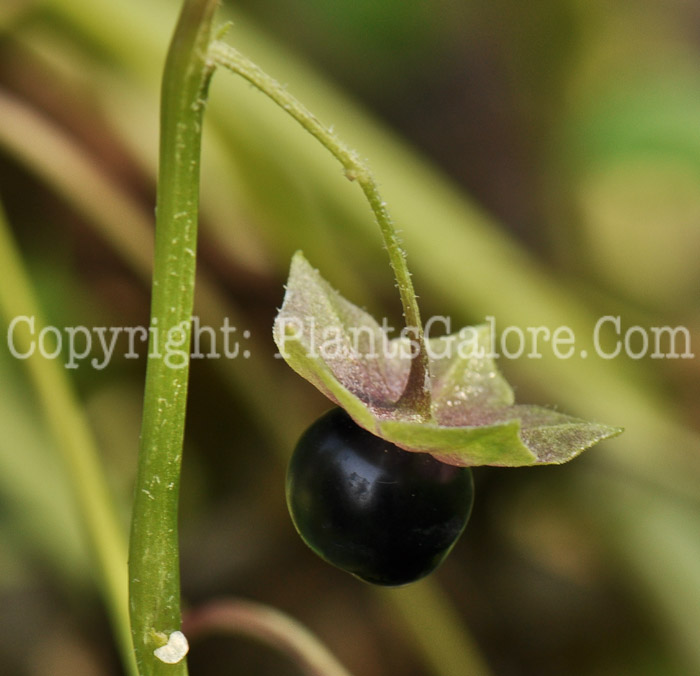 PGC-A-Saracha-edulis-aka-Saracha-fruit-1