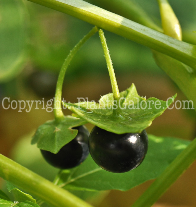 PGC-A-Saracha-edulis-aka-Saracha-fruit-2