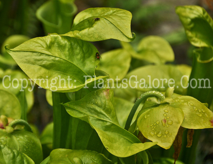 PGC-P-Sarracenia-aka-Pitcher-Plant-2