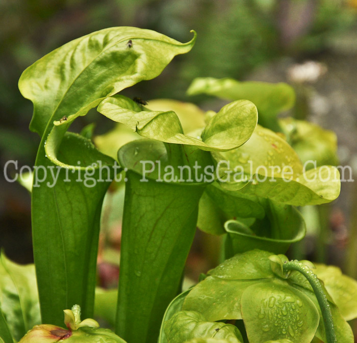 PGC-P-Sarracenia-aka-Pitcher-Plant-3