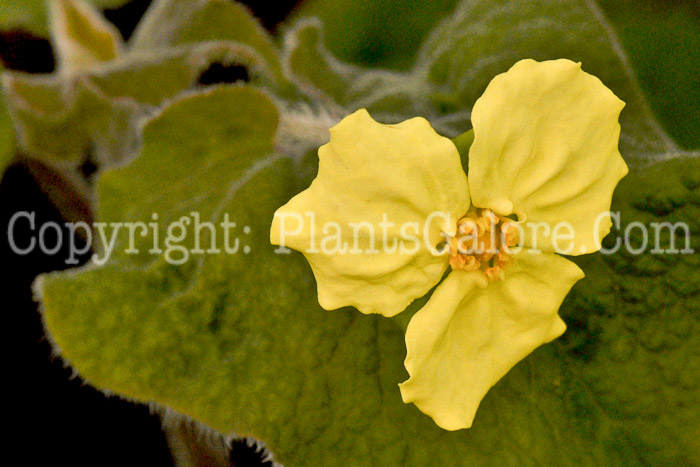 PGC-P-Saruma-henryi-aka-Yellow-Ginger-1