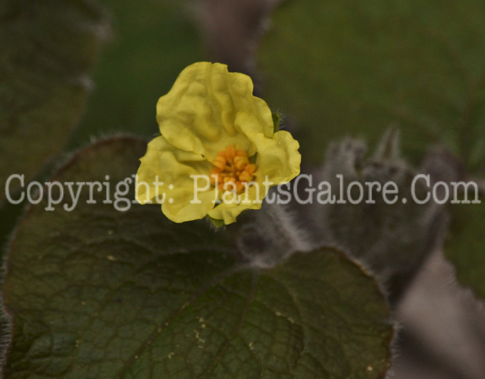 PGC-P-Saruma-henryi-aka-Yellow-Ginger-5