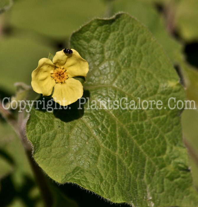 PGC-P-Saruma-henryi-aka-Yellow-Ginger-6