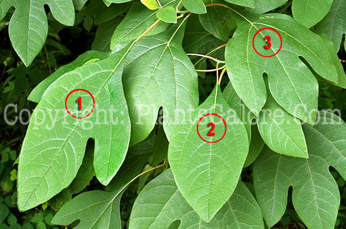 PGC-T-Sassafras-albidum-aka-Sassafras-0-4