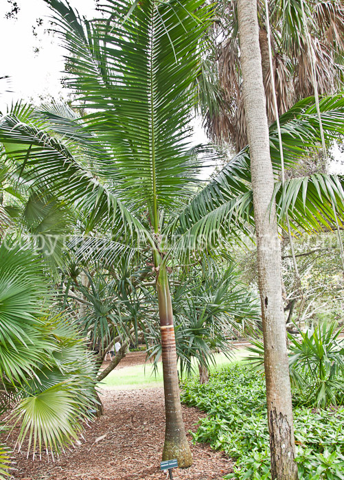 PGC-T-Satakentia-liukiuensis-aka-Satake-Palm-0114-3