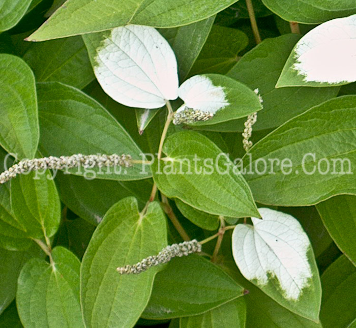 PGC-P-Saururus-chinensis-Paris-2010-003