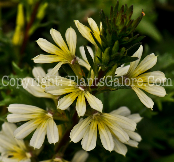 PGC-A-Scaevola-Suntastic-06-12-1