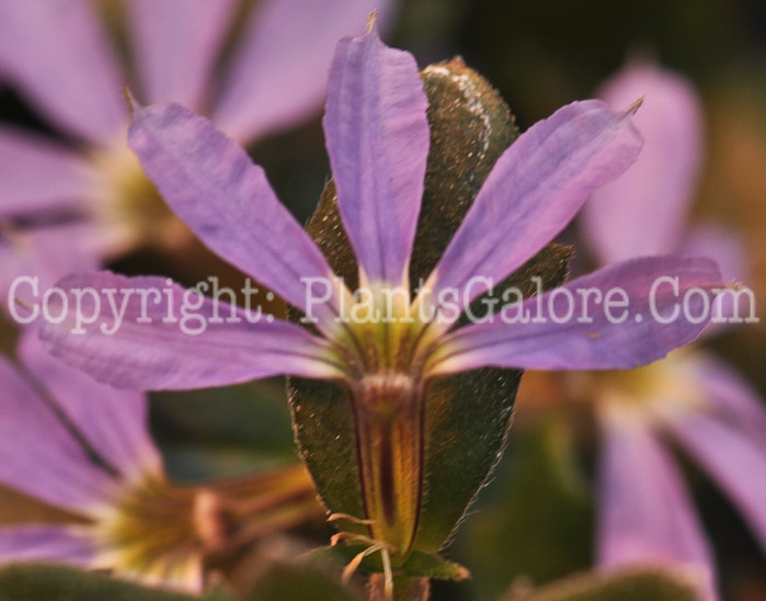 PGC-A-Scaevola-Surdiva-Light-Blue-2011-001