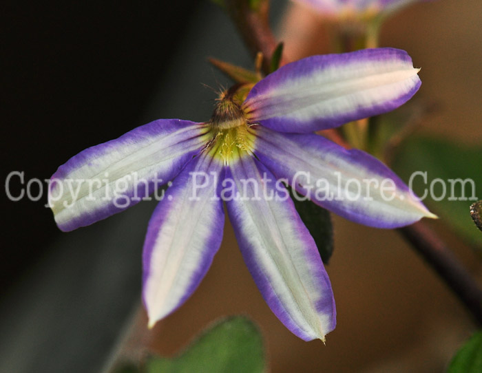 PGC-A-Scaevola-aemula-Diamond-2013-1