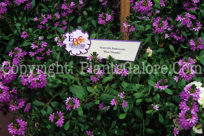 PGC-A-Scaevola-frutescens-Blue-Wonder-dde-2010